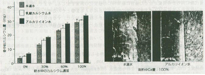 圖1 飲水中鈣的濃度和脛骨中鈣量的關係 圖2 Villanueva染色
